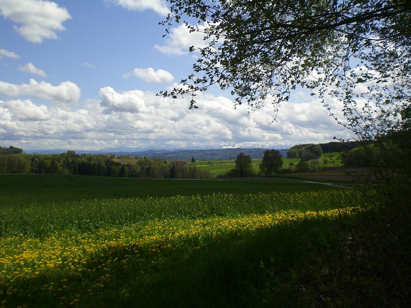 Klingenzell_Liebenfels_01_05_08 006.JPG